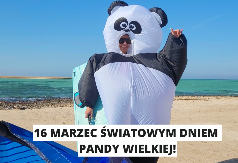 16 marca światowym dniem Pandy Wielkiej! Czy wiecie dlaczego Pandy pokochały kitesurfing?